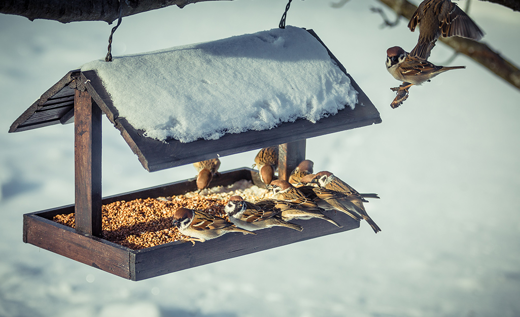 Several small birds eat seed out of a birdfeeder against a snowy background.