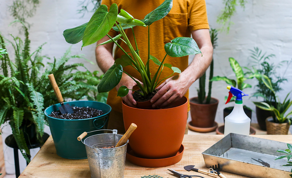 A person gets ready to transfer a houseplant into a bigger pot sitting on a worktable along with soil and handheld garden tools. 