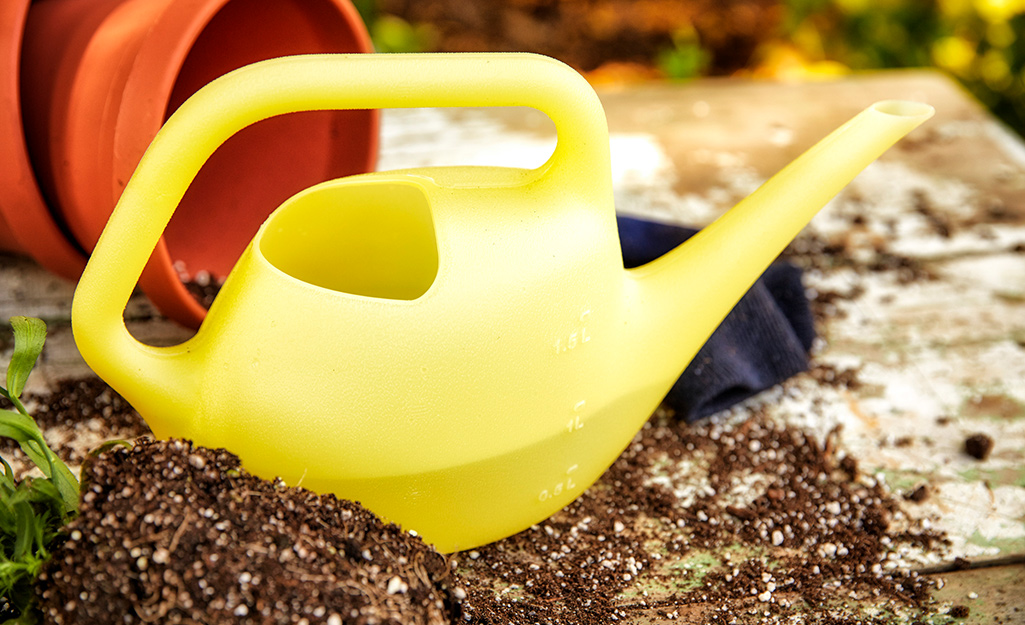 A woman standing in front of some bushes pours water from a galvanized watering can.