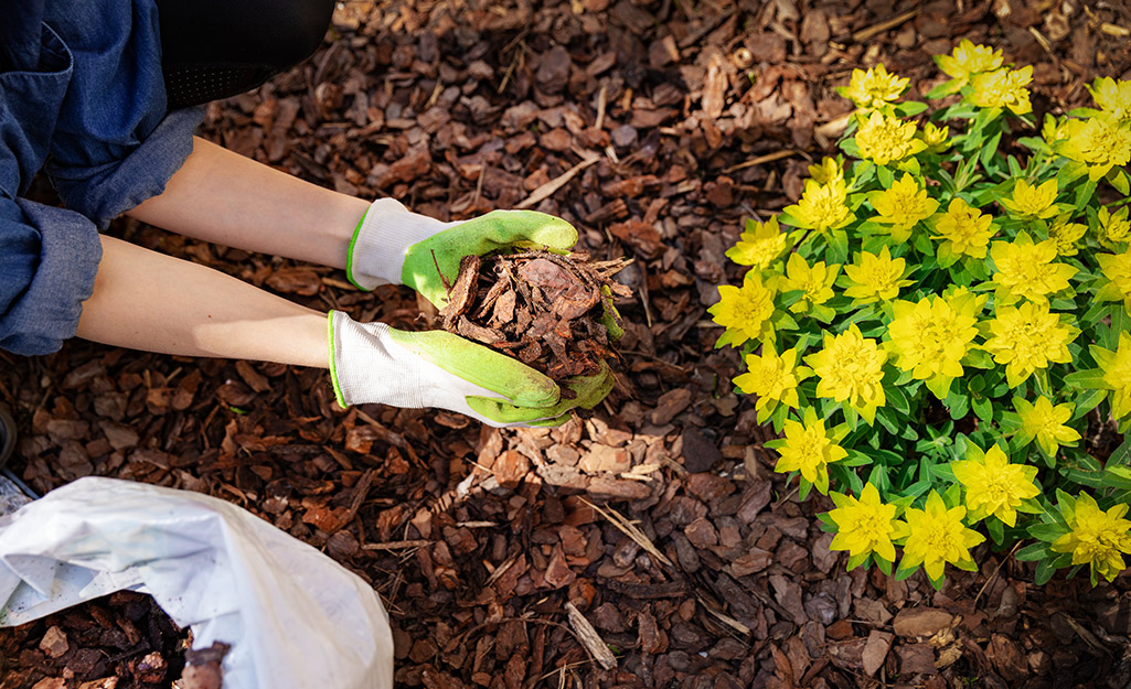A person wearing gardening gloves places mulch around a plant with yellow flowers.
