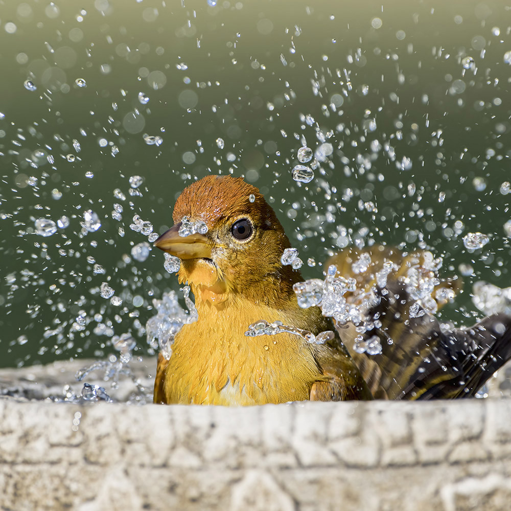 Water droplets splash around a yellow and brown bird in a birdbath.