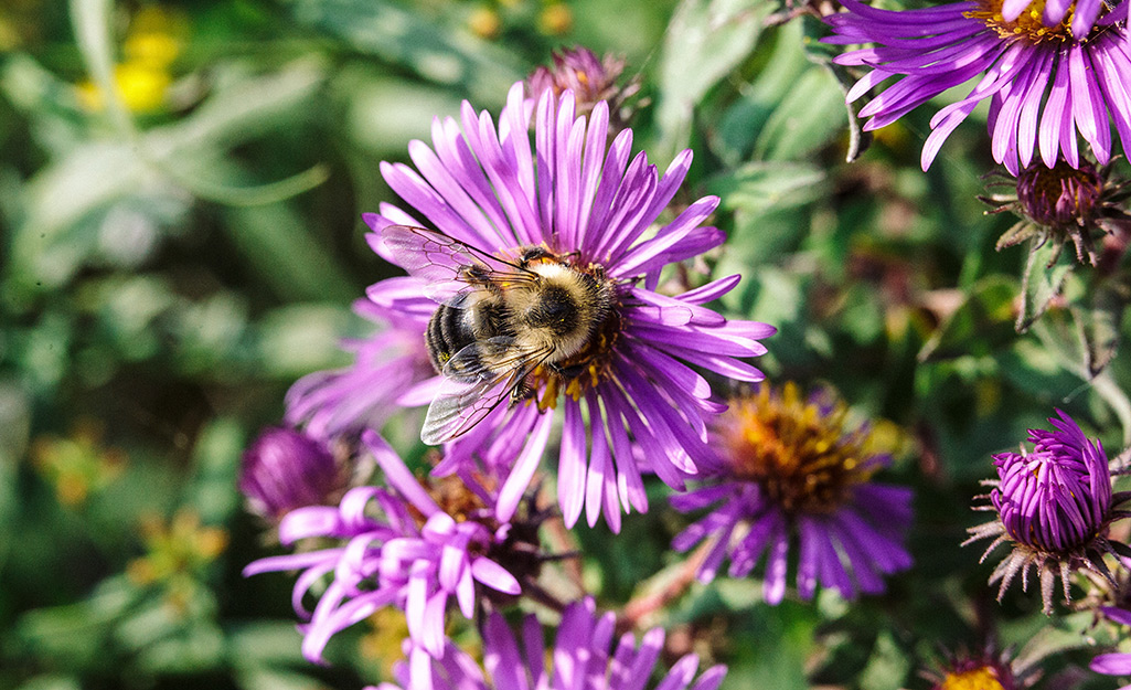 A bee sits in the center of an aster.