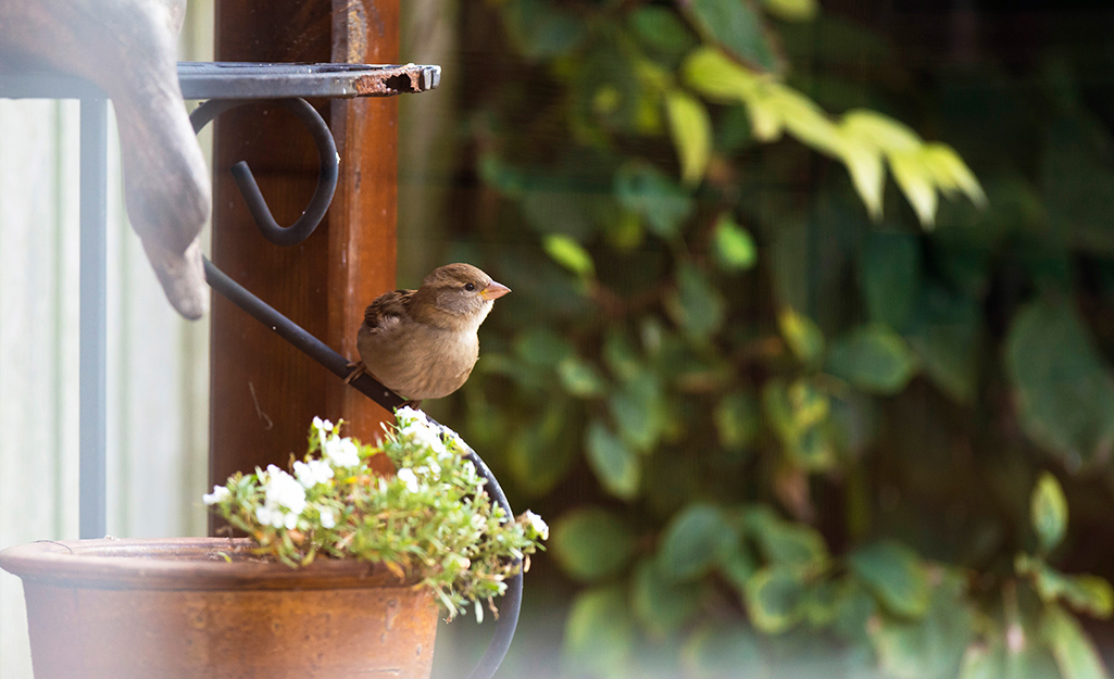 A bird perches above a small plant in a flowerpot against a backdrop of green leaves.