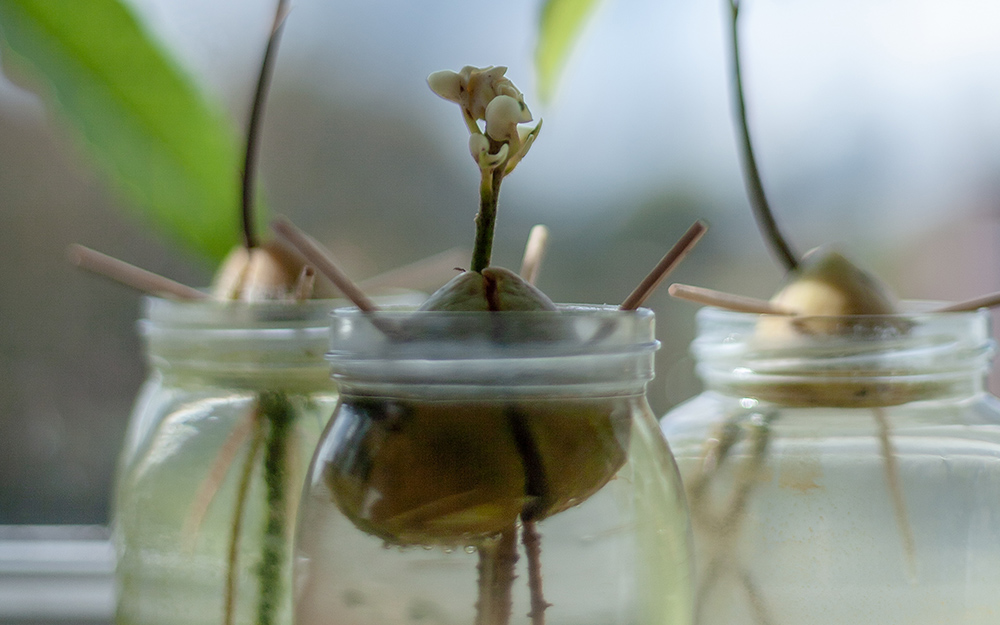 An avocado pit sprouting from over a jar filled with water