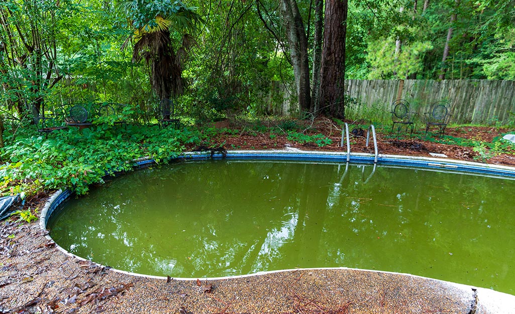 A backyard pool filled with green algae.