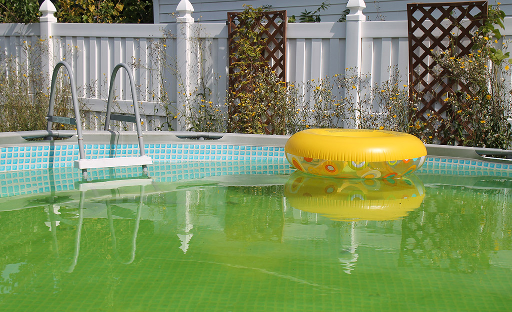 A backyard pool filled with mustard algae.