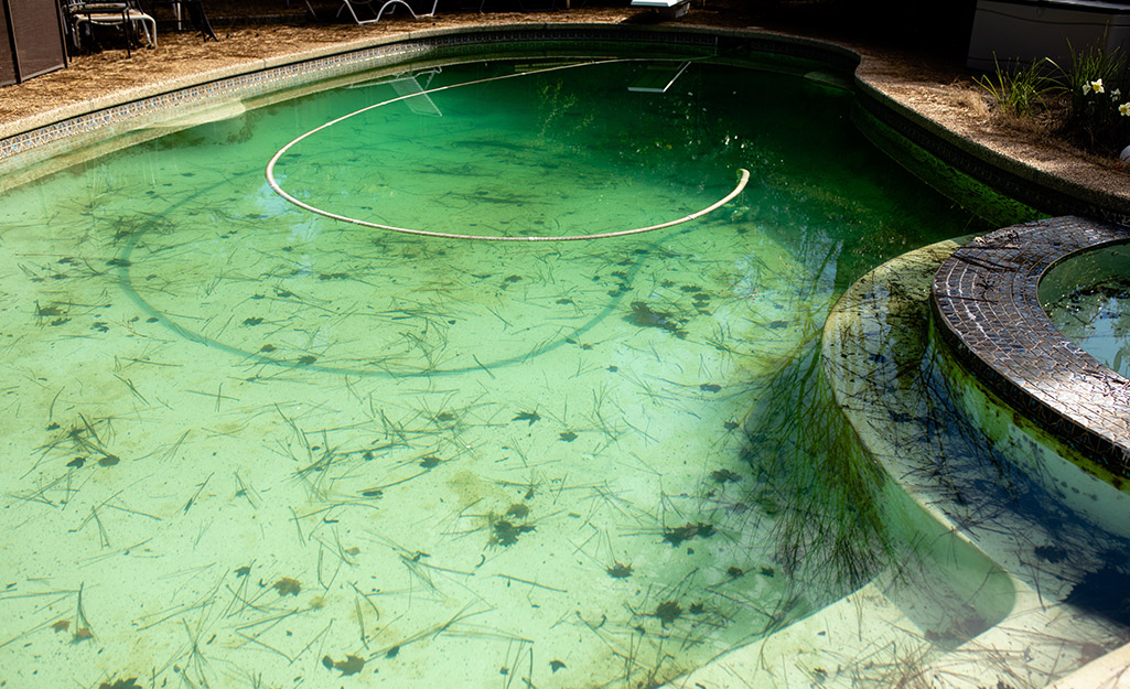 How To Get Rid Of Algae In A Pool The Home Depot