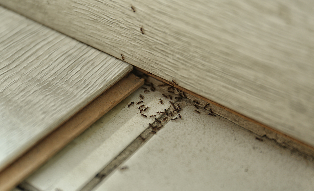 Top 10 Tips to Get Rid of Carpenter Ants Quickly