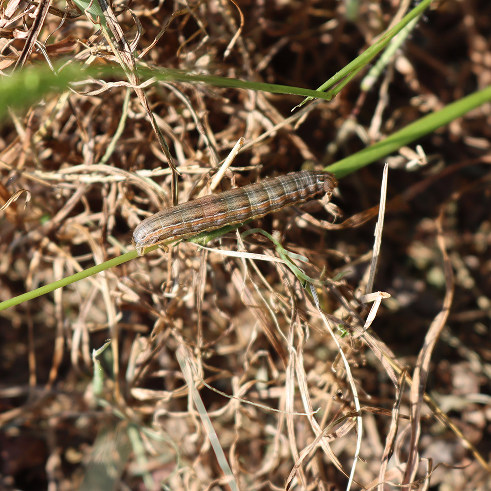 A fall armyworm on grass.