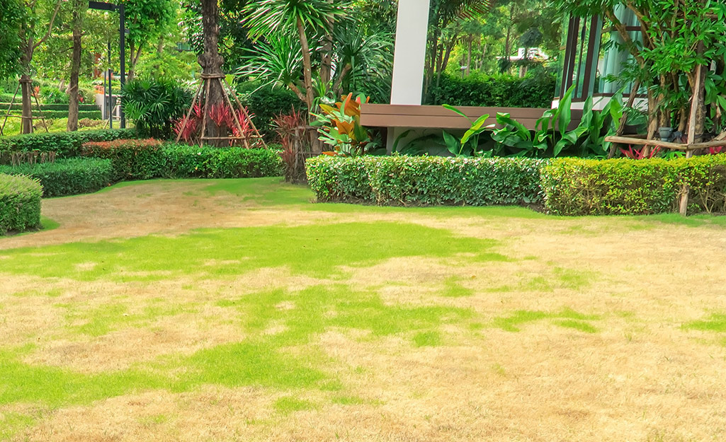 A lawn with brown areas displaying damage.