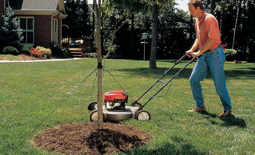 A person mows a lawn as a control measure against armyworms.