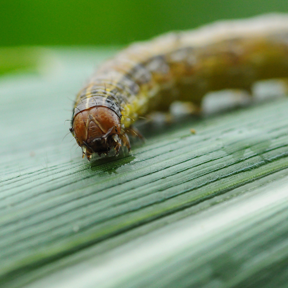 A fall armyworm on a plant.