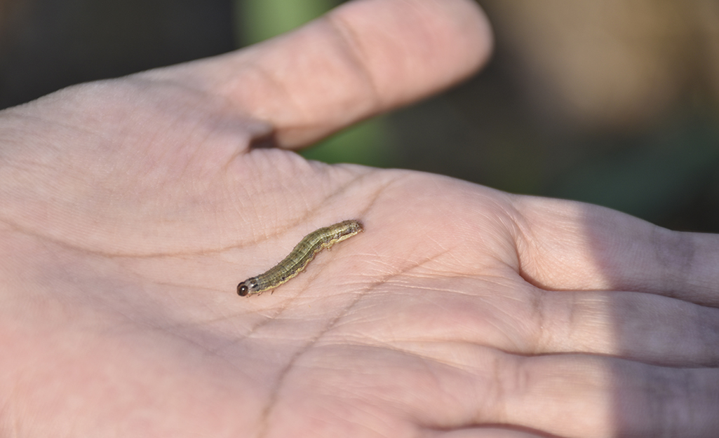 A fall armyworm crawling on a person's open palm.