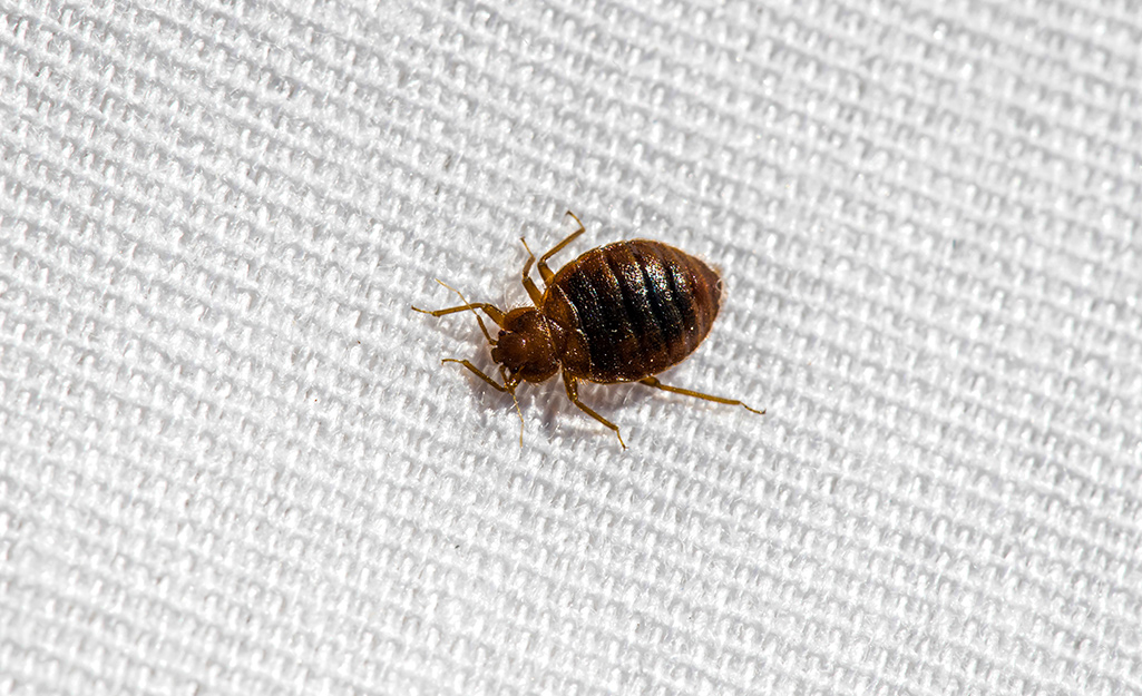 Close up of a bed bug on a mattress.