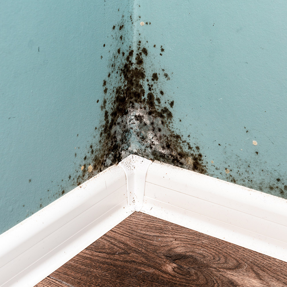 How To Get Rid Of Black Mold - What Is The Best Way To Clean Mold Off Bathroom Walls