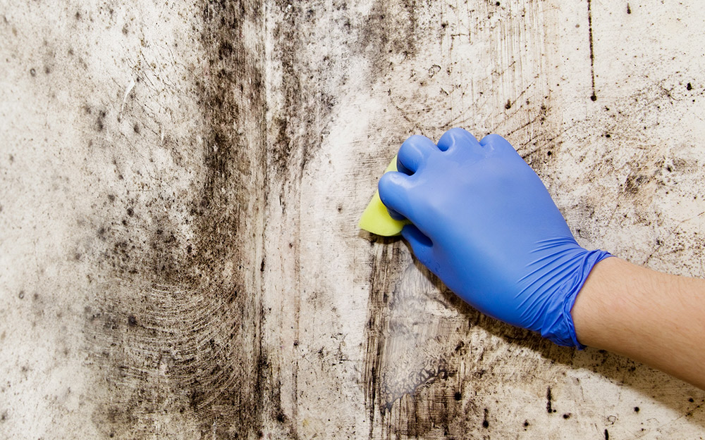 A person scrubbing mold off a wall