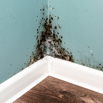 How To Get Rid Of Black Mold - How To Clean Black Mold In Bathroom
