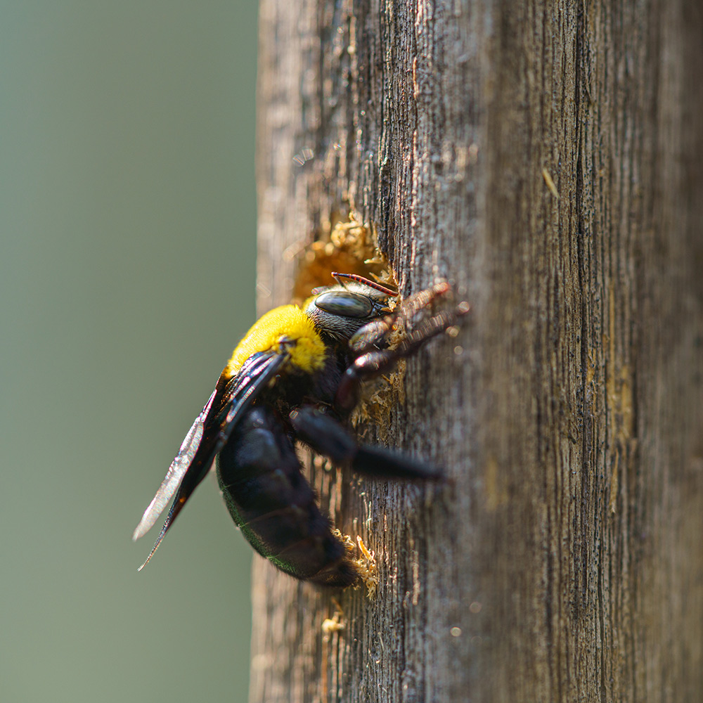 A carpenter bee chews wood