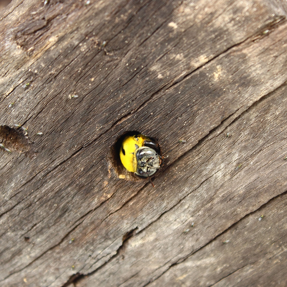 carpenter bee nest