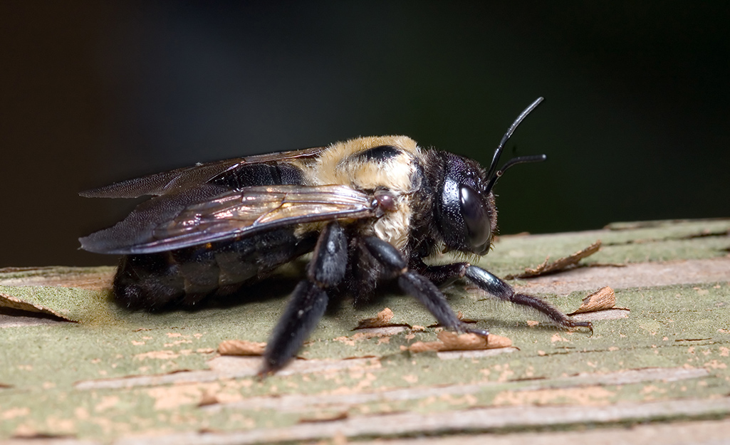 A yellow and black carpenter bee stands on a piece of wood.
