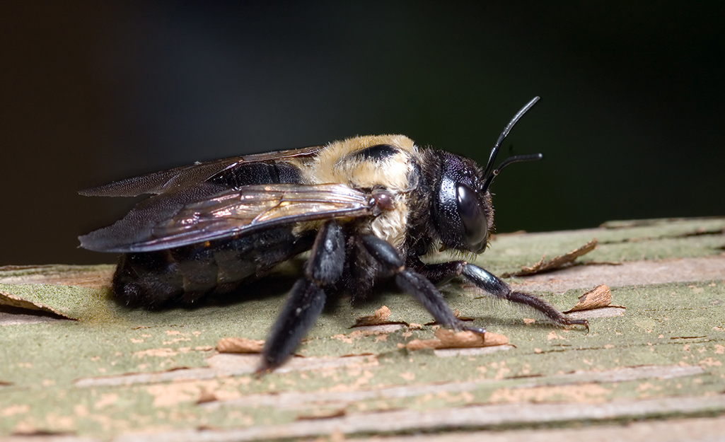 4 Effective Ways on How to Get Rid of Bees Naturally