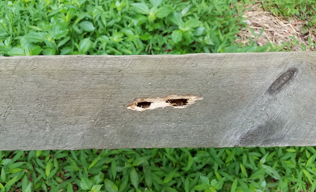 Holes in a wooden plank show signs of carpenter bee infestation.