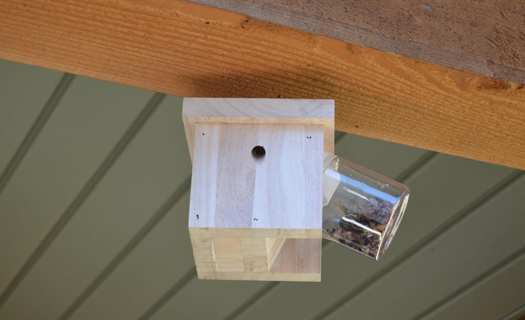 carpenter bee nest removal