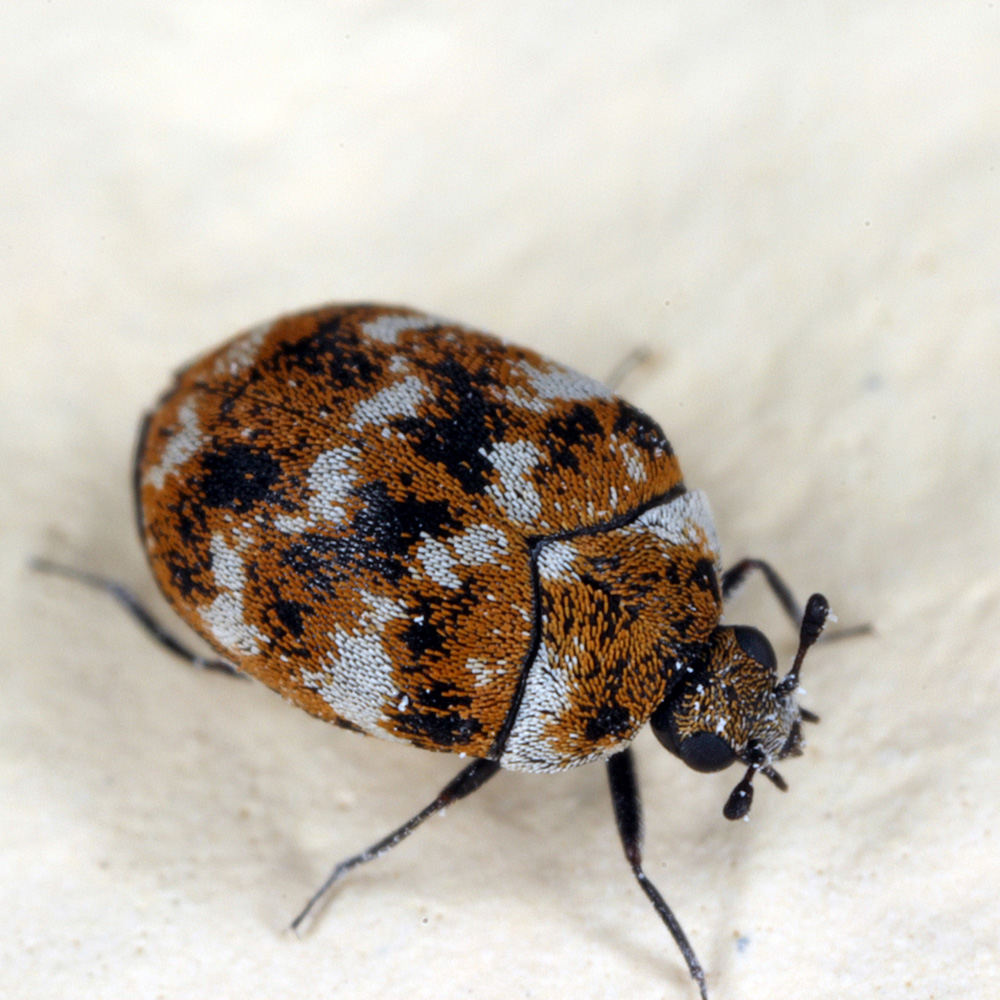 A carpet beetle on bedding.