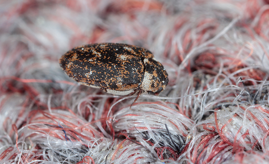 A carpet beetle on rug fibers.