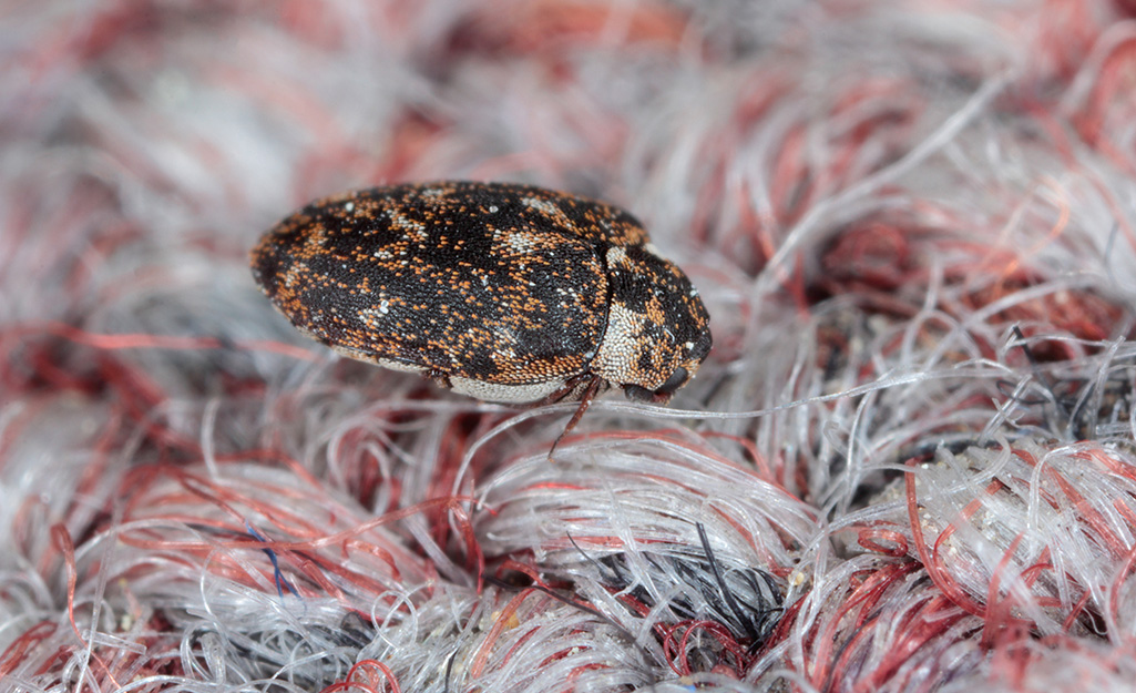 How to get rid of carpet beetles