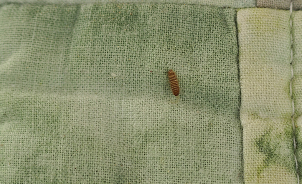 A carpet beetle larvae crawls on a blanket.