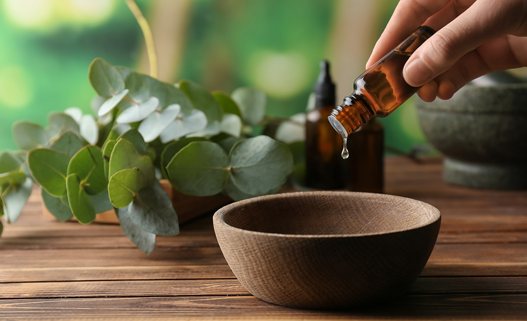 A person pours drops of an an essential oil to ward off carpet beetles.