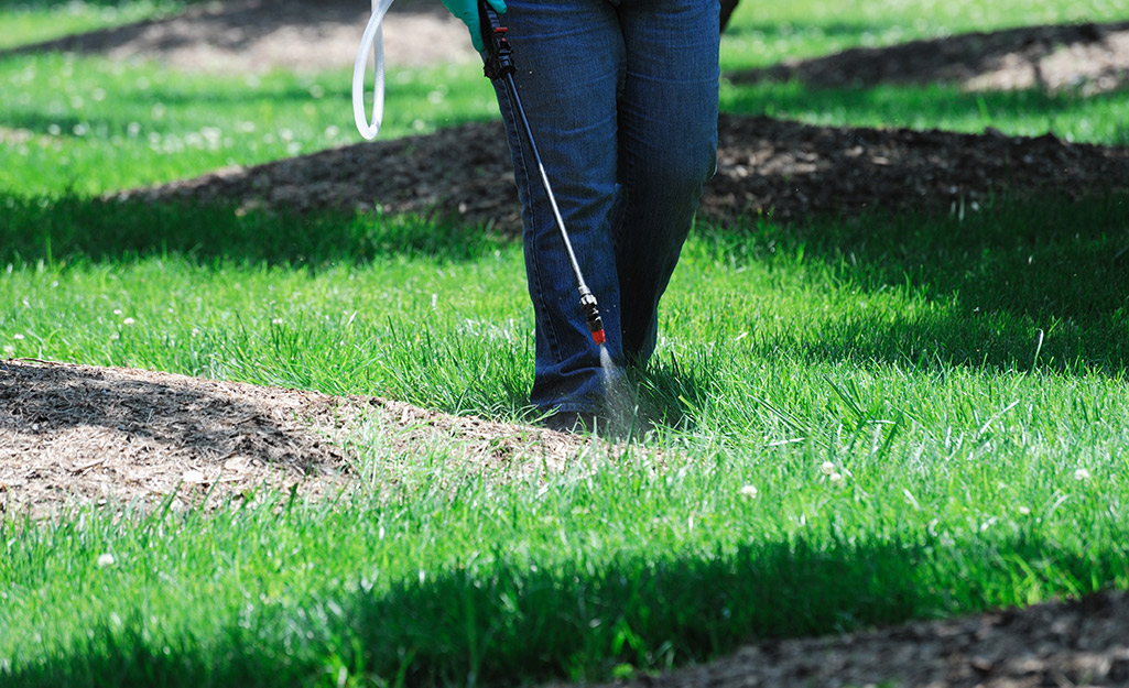A homeowner applies insecticide on the lawn.