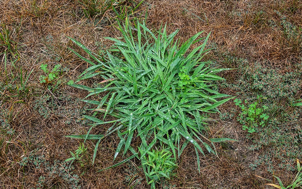 A clump a crabgrass in a lawn.