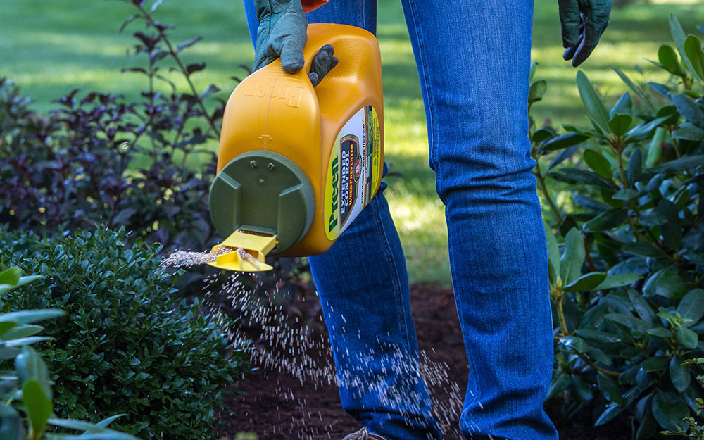 A person applying herbicide onto a garden bed.