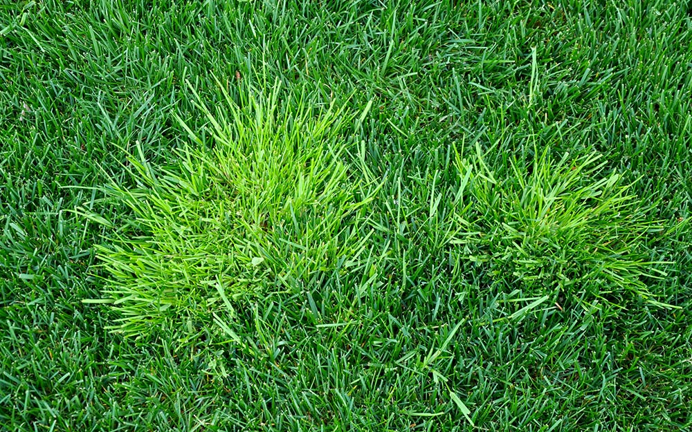 Poa annua weeds in the lawn.