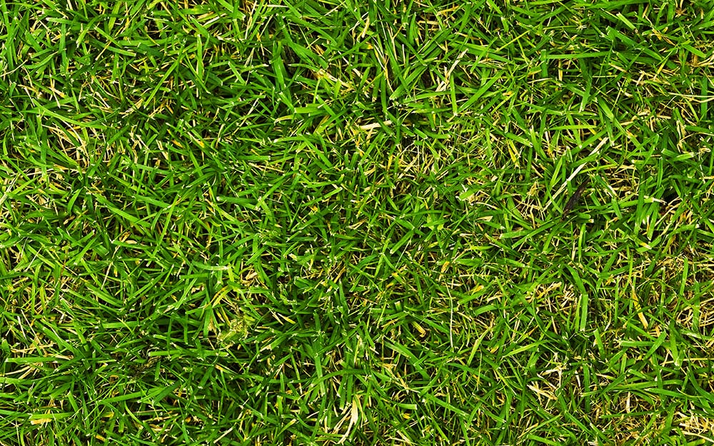 A lawn with crabgrass.