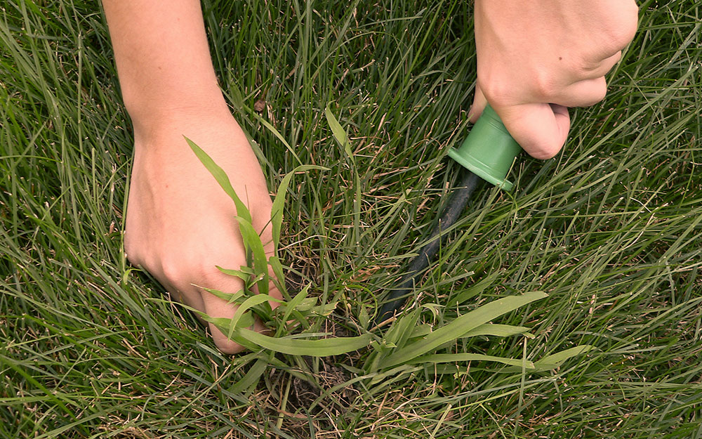 A person using a weeding tool to remove crabgrass.