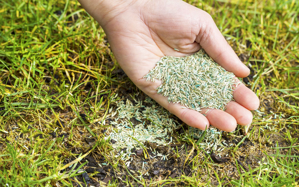 A person planting grass seed.