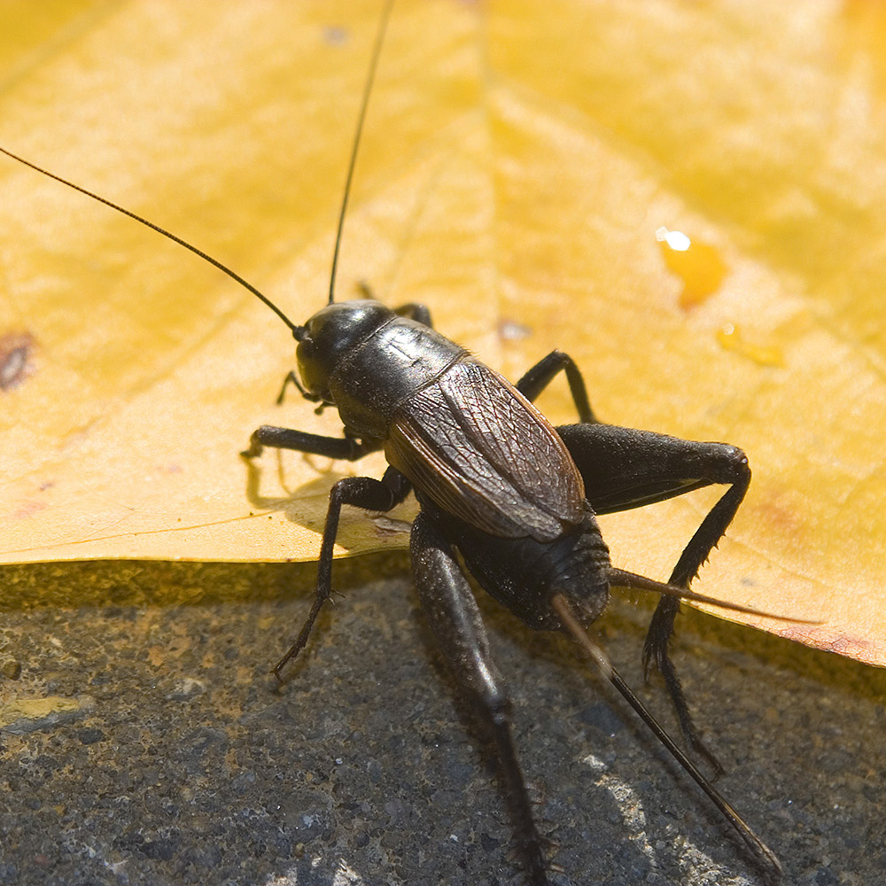 house crickets