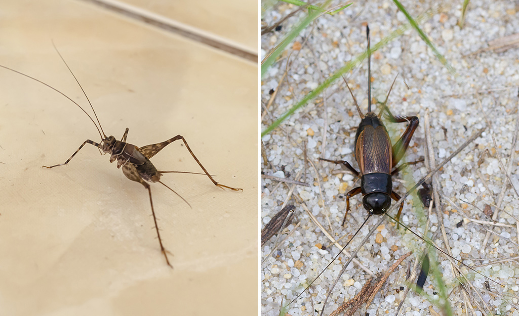 crickets living bathroom sink