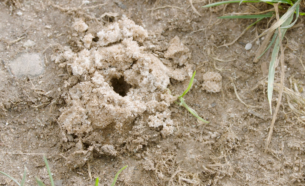 A mole cricket hill built outside in a lawn.