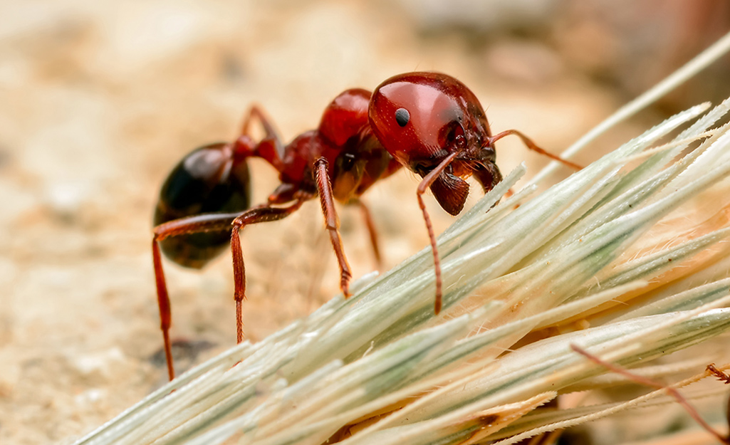 A close-up of a fire ant on some grass.