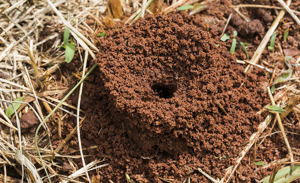 Close up of a fire ant mound.