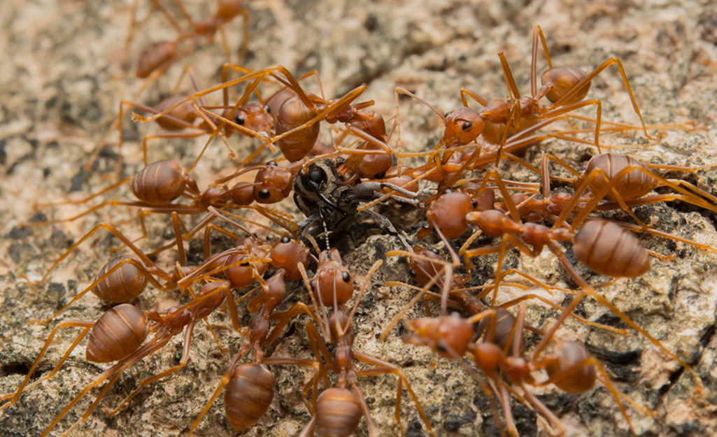 A collection of fire ants.