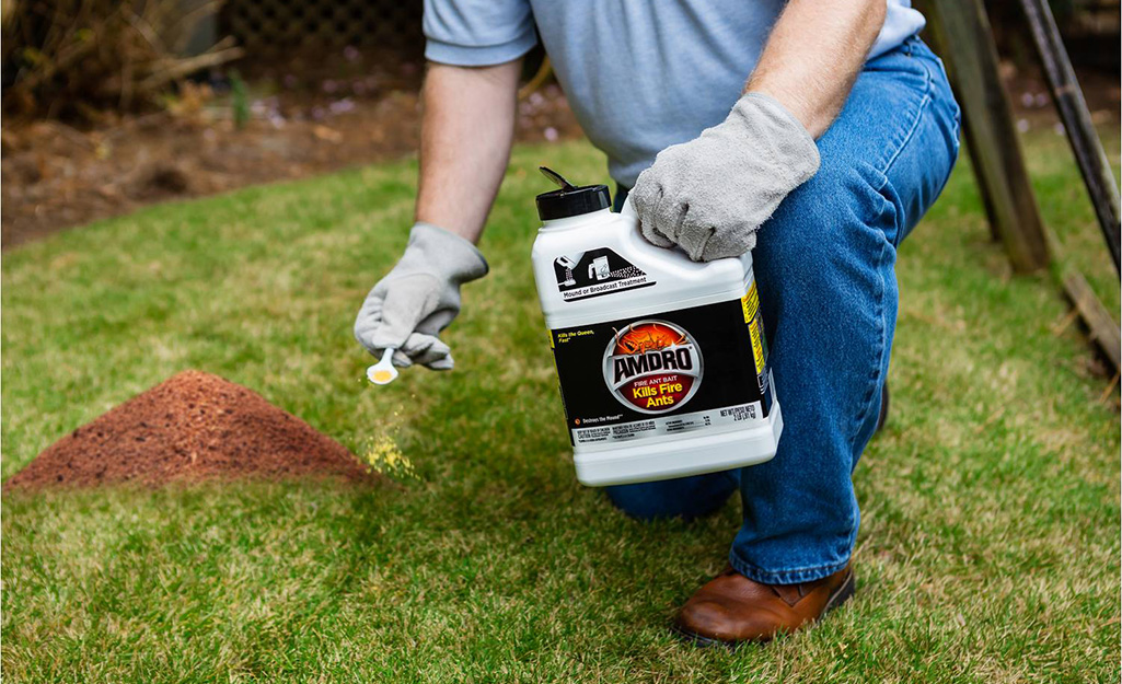 Person using fire ant killer on a mound.