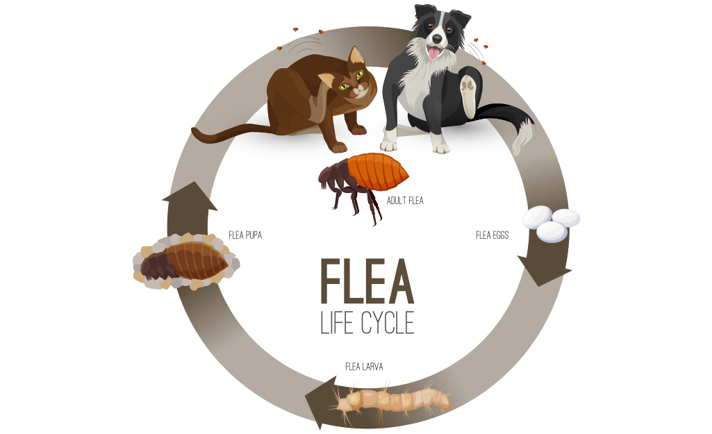 A graphic showing the life cycle of a flea.