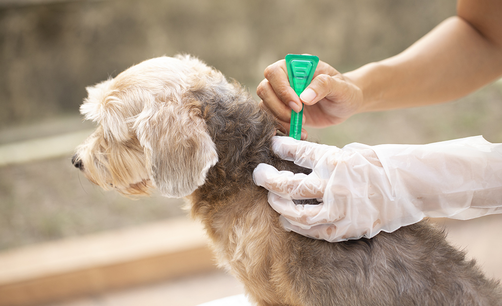 Dog being treated for fleas.