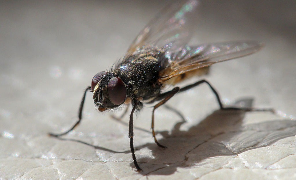 attract house flies