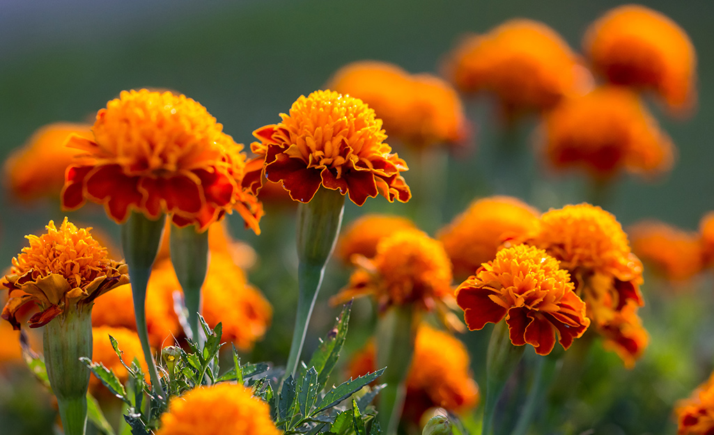 Orange marigold flowers.